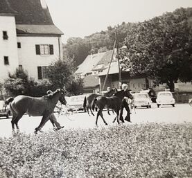 Fohlenschau auf Amthausplatz Laufen