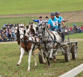 Bauernpferdernnen